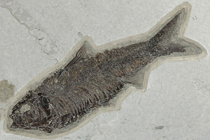 Fossil Fish (Knightia) - Green River Formation #189264